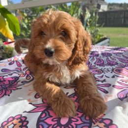 Prissy - Red female Cavapoo puppy in Ridgeville, South Carolina from Cavapoo Love Bugs