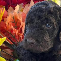 Girl 1 - Double Doodle puppy in El Cajon, California from Calibear Doodles