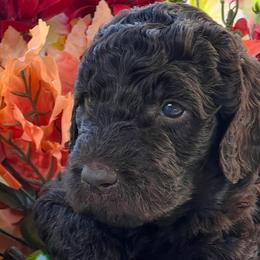 Girl 1 - Double Doodle puppy in El Cajon, California from Calibear Doodles