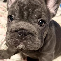 Brookhaven - Blue female French Bulldog puppy in Deer Park, Texas from Lots of Ropes French Bulldogs