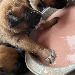 Belgian Malinois Puppies from Pyrex Kennels