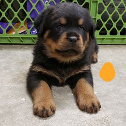  Puppies from SPOON RIVER ROTTWEILERS