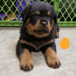  Puppies from SPOON RIVER ROTTWEILERS