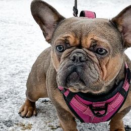 French Bulldogs from Bullmatic Kennels LLC