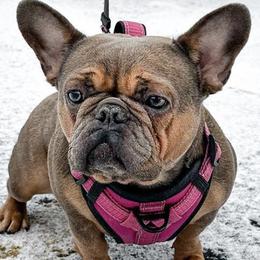 French Bulldogs from Bullmatic Kennels LLC