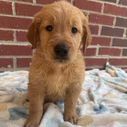 Gray Boy - Golden male Golden Retriever puppy in Buchanan, Georgia from Morgan’s Heart of Gold Retrievers