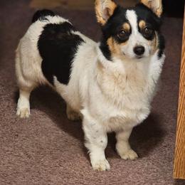 Lottie - American Corgi