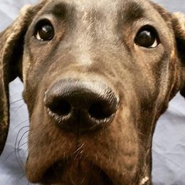 Great Dane Puppies from DaneDreams