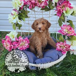 Bernedoodle Puppies from 2 Rose Ranch Doodles