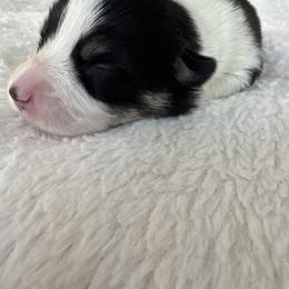 Kiara - Black and tan female Pembroke Welsh Corgi puppy in Washington from KB Corgis