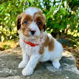 Orange Collar - Parti female Goldendoodle puppy in Cocoa, Florida from Leopard n Lace Doodles