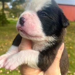 Flashy brindle girl 4 - Brindle female Boxer puppy in Plainwell, Michigan from Hope's Beautiful Boxers