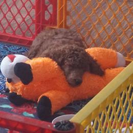 Girl 2 - Red  female Poodle puppy in Mc Henry, Illinois from Sunset Maple Poodles