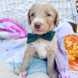 Green collar - Cream male Goldendoodle puppy in San Antonio, Texas from Pasatiempo Ranch