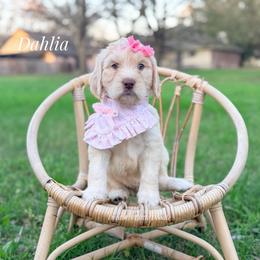 Dahlia - Cream female Goldendoodle puppy in Dallas County, Texas from Dream A Little Doodle