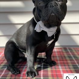 BOMBA - French Bulldog