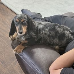 Dachshund puppies from The Holloway Dachshunds