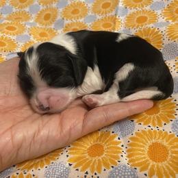 Girl 5 - Black and white female Cocker Spaniel puppy in Cincinnati, Ohio from Sweet Peach Cocker Spaniels