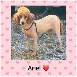 Ariel - Poodle