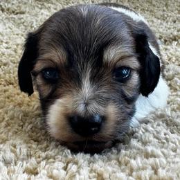 LHMD AKC Gust - Piebald male Dachshund puppy in Summit, South Carolina from Doxies4Paws