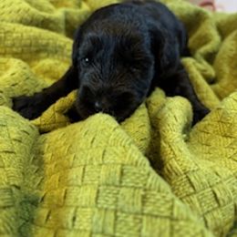 Lexi - Black female Giant Schnauzer puppy in Noblesville, Indiana from Stratton House Kennels