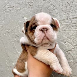 Bulldogs from DreamBullys