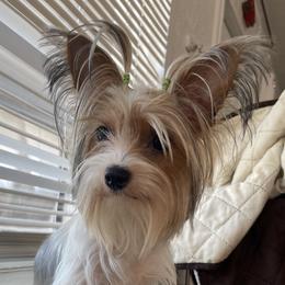 Dixie - Yorkshire Terrier