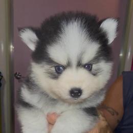 Koda - Black and white male Pomsky puppy in Spring Hill, Florida from PDQ Pomskies