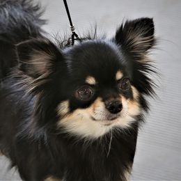 Chihuahuas from Dei’s Chihuahuas