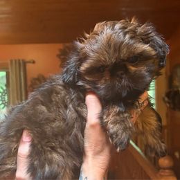 Jersey - Red female Shih Tzu puppy in Nekoosa, Wisconsin from Brox Acres House of Fur LLC