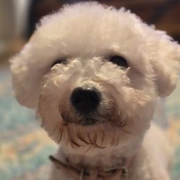 Daphnee - Bichon Frise