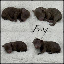 Frog - Brown male Poodle puppy in Wheatland, California from Sapphire Ridge Poodles
