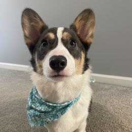 Poppy - Pembroke Welsh Corgi