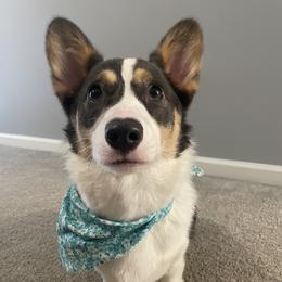 Poppy - Pembroke Welsh Corgi