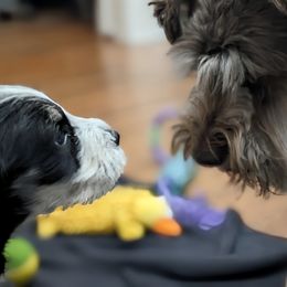 Miniature Schnauzer Puppies from PartiLife Miniature Schnauzers
