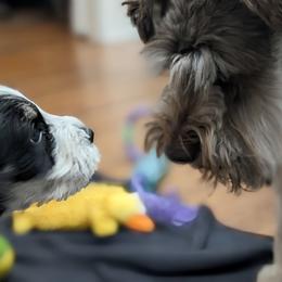 Miniature Schnauzer Puppies from PartiLife Miniature Schnauzers