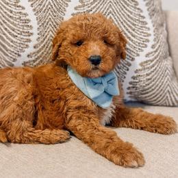Blaze - Red  male Goldendoodle puppy in Iola, Texas from Supreme Doodles of Texas
