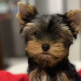 Yorkshire Terriers from Granny's yorkshire Terrier Modesto California