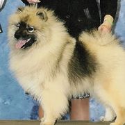 Keeshonden from Legend Keeshond