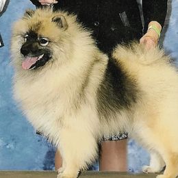 Keeshonden from Legend Keeshond