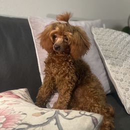 Hannah - Poodle