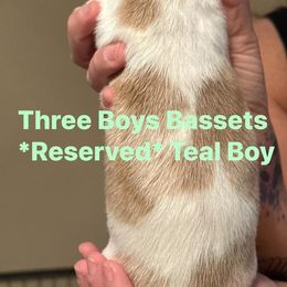 Basset Hound Puppies from Three Boys Bassets