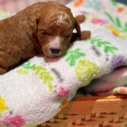 Trooper - Red male Cavapoo puppy in Manlapan, New Jersey from Alyssa Xxweetdoodles