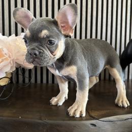 Tiny - Blue fawn male French Bulldog puppy in Livermore, California from Spoiled Frenchies