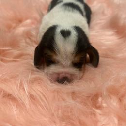First Little Girl - Black brown and white female Basset Hound puppy in Hurtsboro, Alabama from PARK’s Family Farm