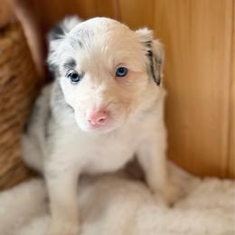 June - Blue merle female Border Collie puppy in Owenton, Kentucky from Three16 Ranch