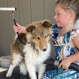 Cardigan Welsh Corgis, Dachshunds, and Shetland Sheepdogs from Rosewick Kennels