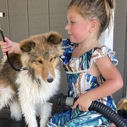 Cardigan Welsh Corgis, Dachshunds, and Shetland Sheepdogs from Rosewick Kennels