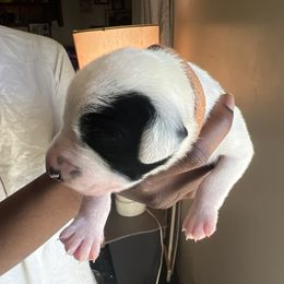 Bandos - White and black Dalmatian puppy in Virginia from Andersons Toy Box LLC