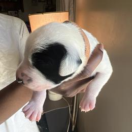 Bandos - White and black Dalmatian puppy in Virginia from Andersons Toy Box LLC